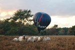 Heideschapen en luchtballon, Leuvenum